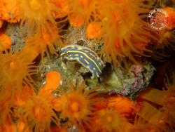 Astroides calycularis