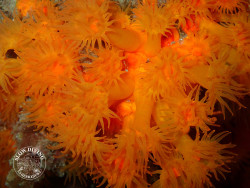 Astroides calycularis